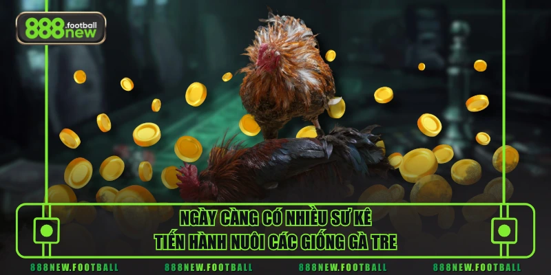 Đá Gà Tre Là Gì - Tìm Hiểu Cơ Bản Từ A Đến Z Cho Người Mới 2 Ngày càng có nhiều sư kê tiến hành nuôi các giống gà tre